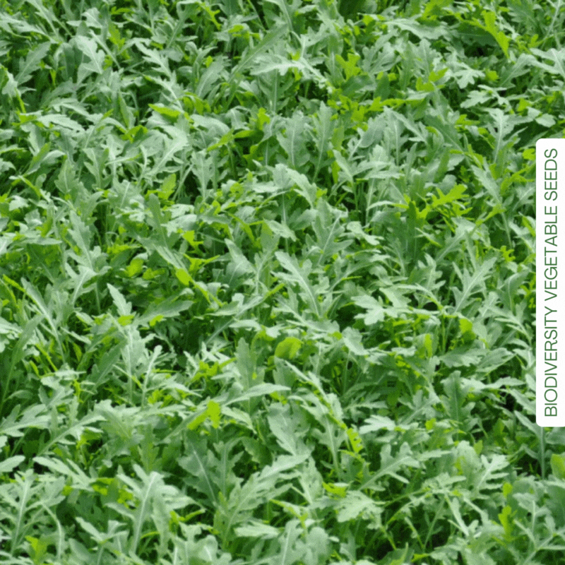 WILD AND SALAD ROCKET