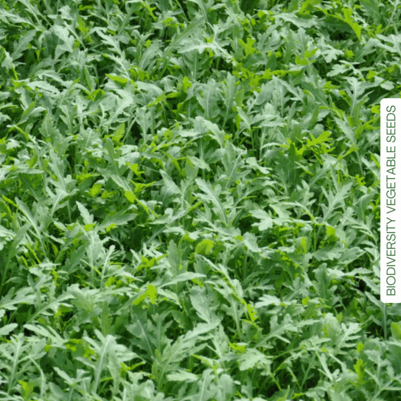 RUCOLA SELVATICA E COLTIVATA