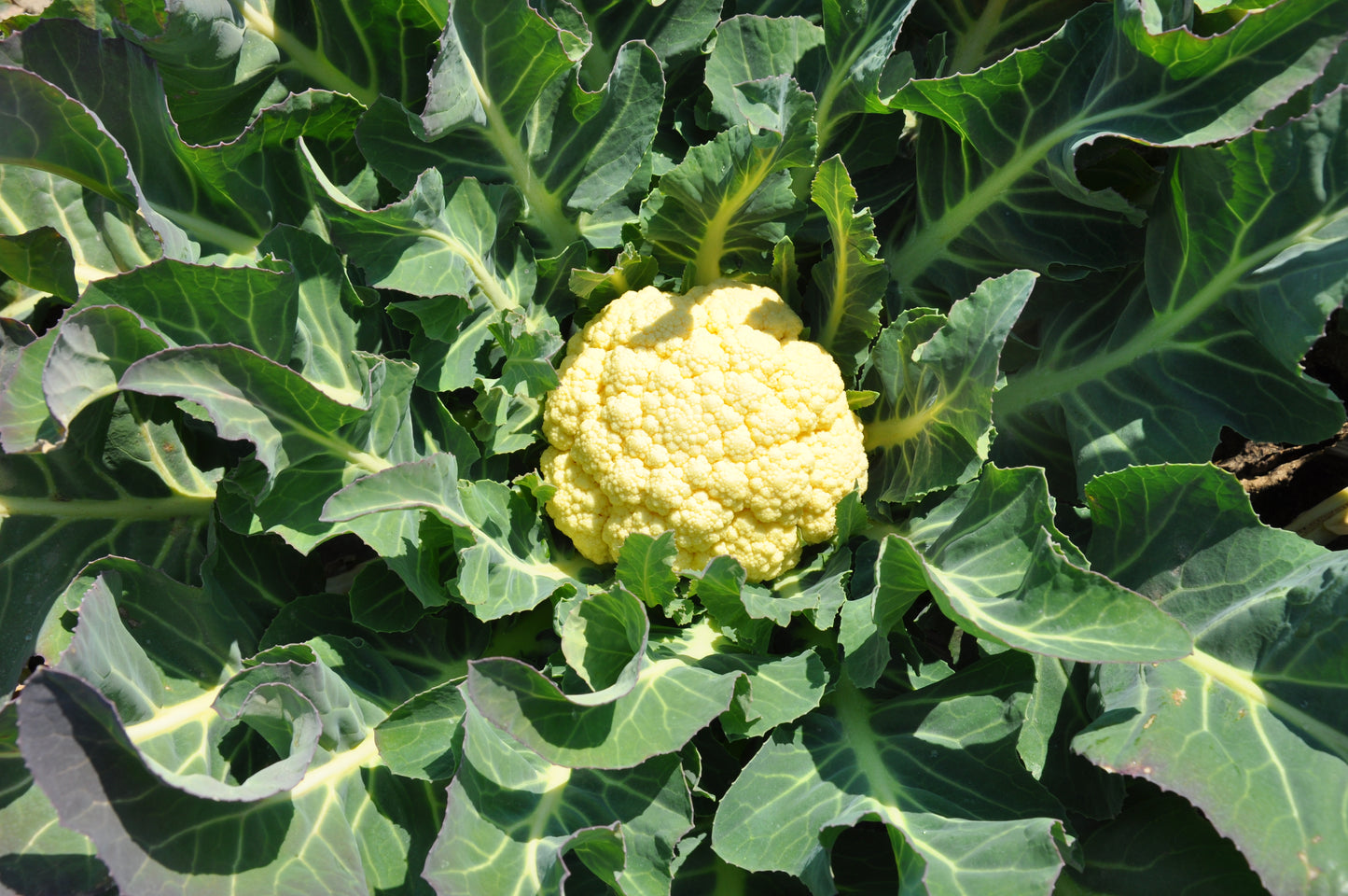 MARZOLINO ex XS141 BROCCOLO DI BASSANO SEEDS | Smarties.bio