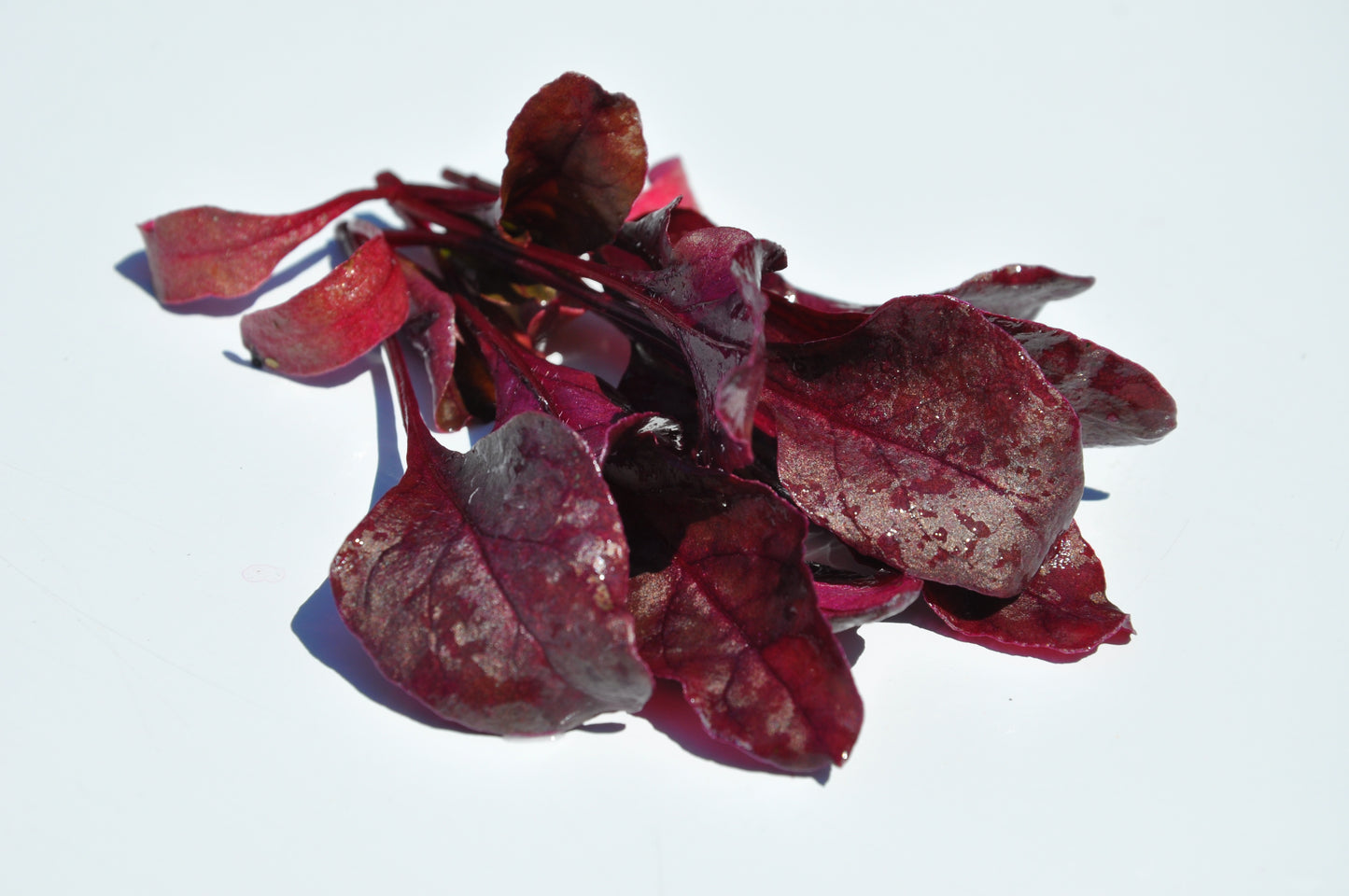 XS187 BULL'S BLOOD CHARD SEED | Smarties.bio