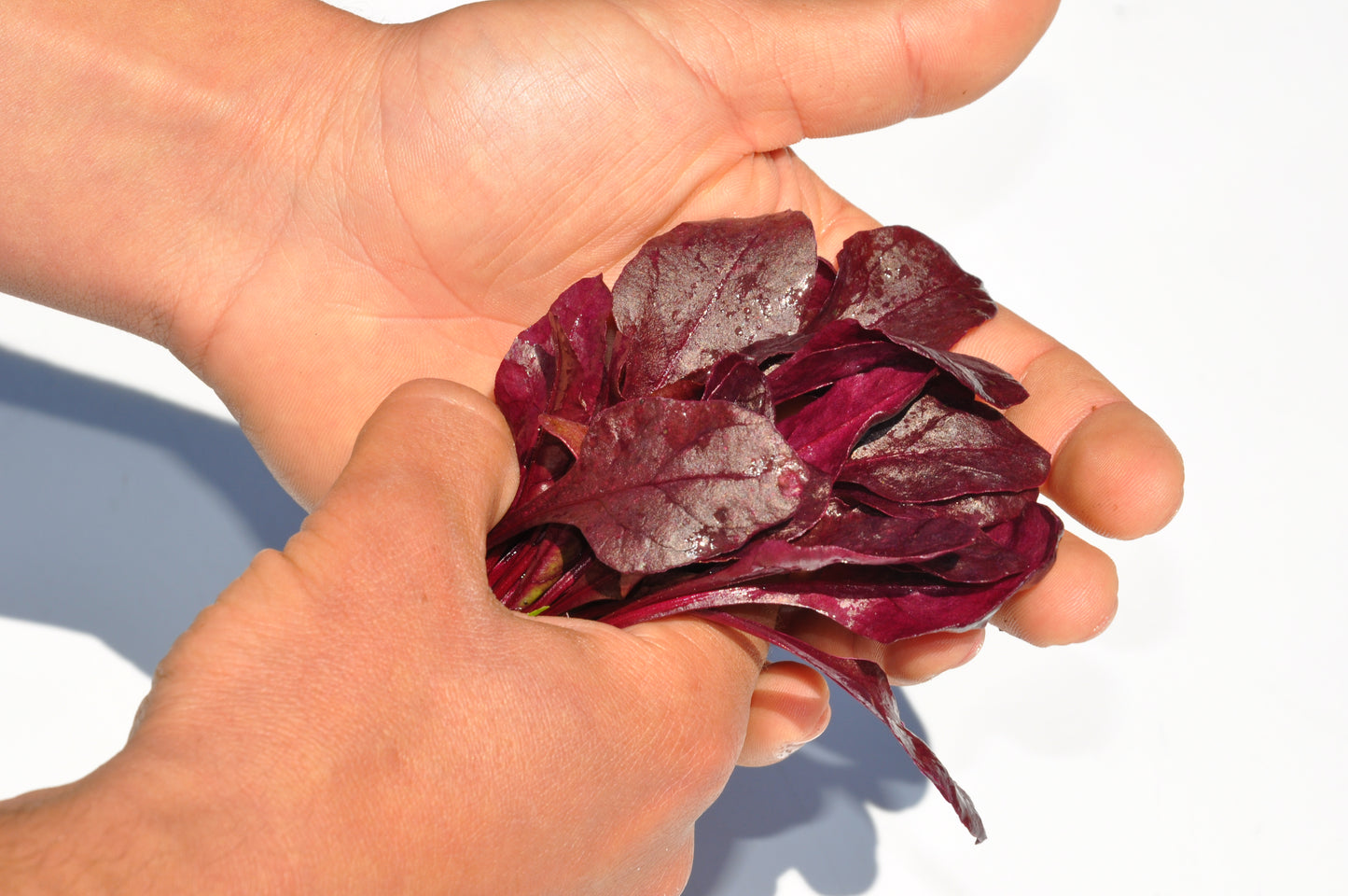 XS188 BULL'S BLOOD CHARD SEED | Smarties.bio