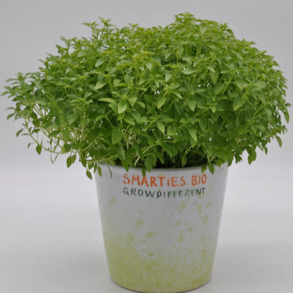 #SM480 GREEK BASIL SEEDS | Smarties.bio
