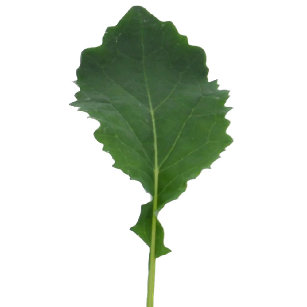 ENZO BABY KALE SEEDS | Smarties.bio