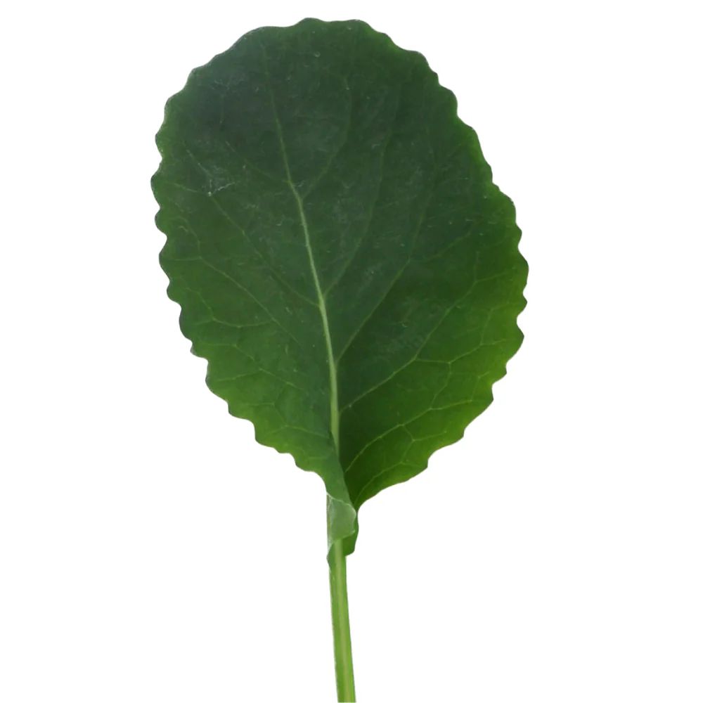 CIRO BABY KALE SEEDS | Smarties.bio