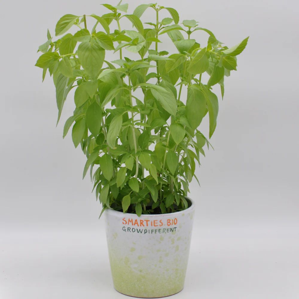 Lemon Basil Seeds