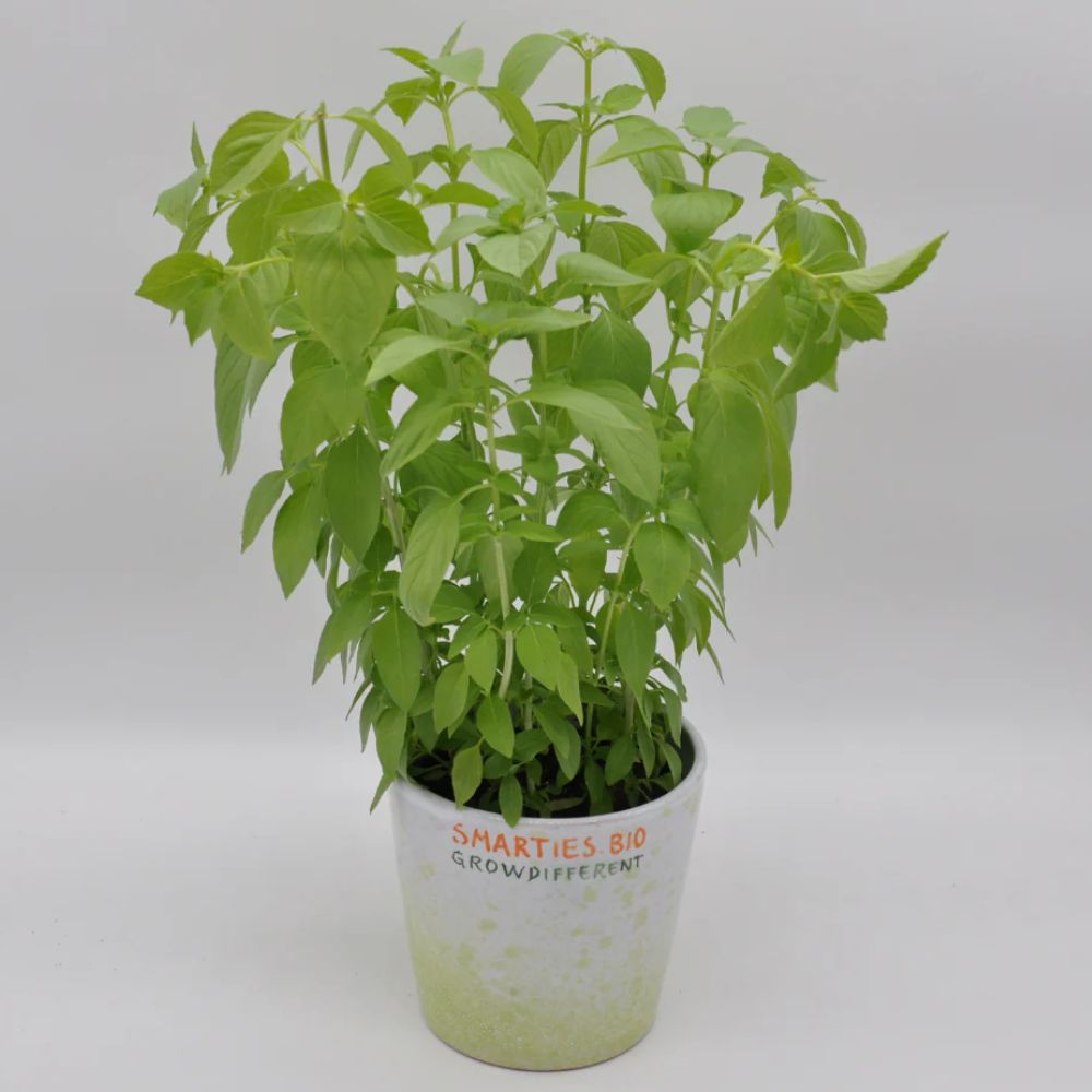 #SM483 LEMON BASIL SEEDS | Smarties.bio