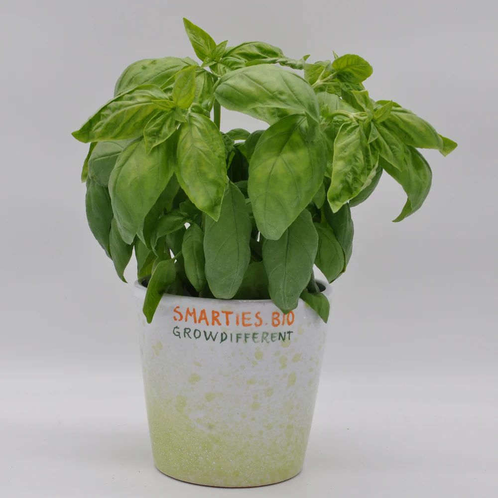 GUSTOSO ex #SM4.50 CLASSICO ITALIANO BASIL SEEDS | Smarties.bio