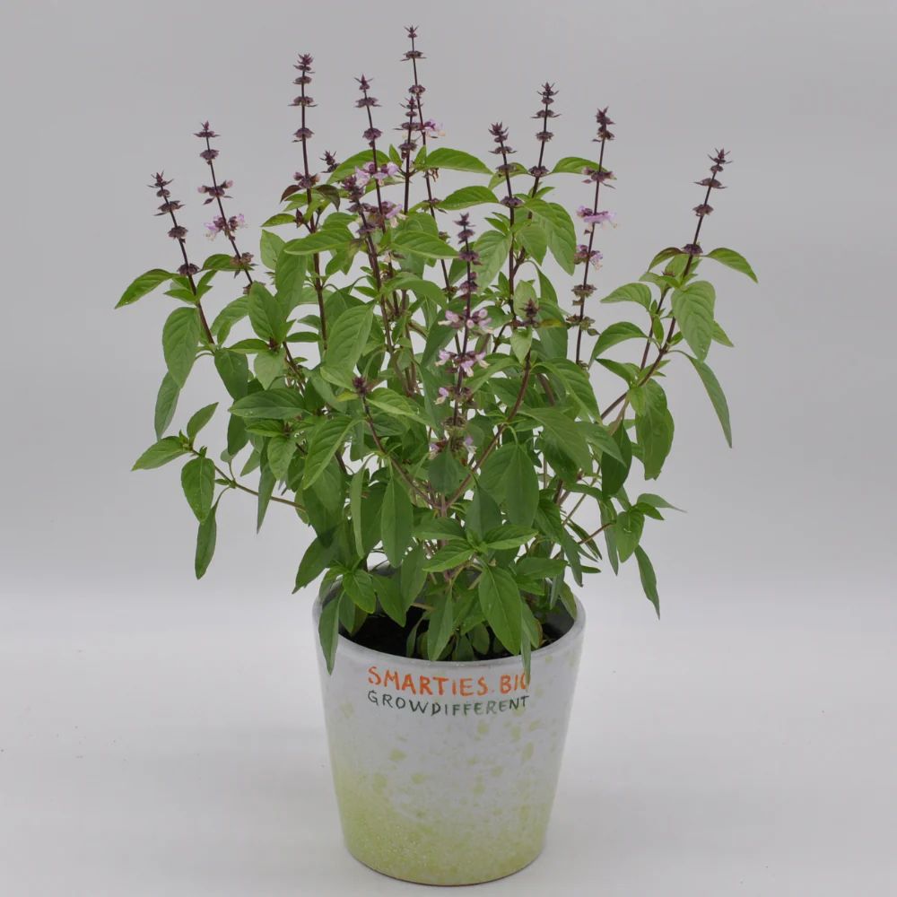 #SM4.82 THAI BASIL SEEDS | Smarties.bio