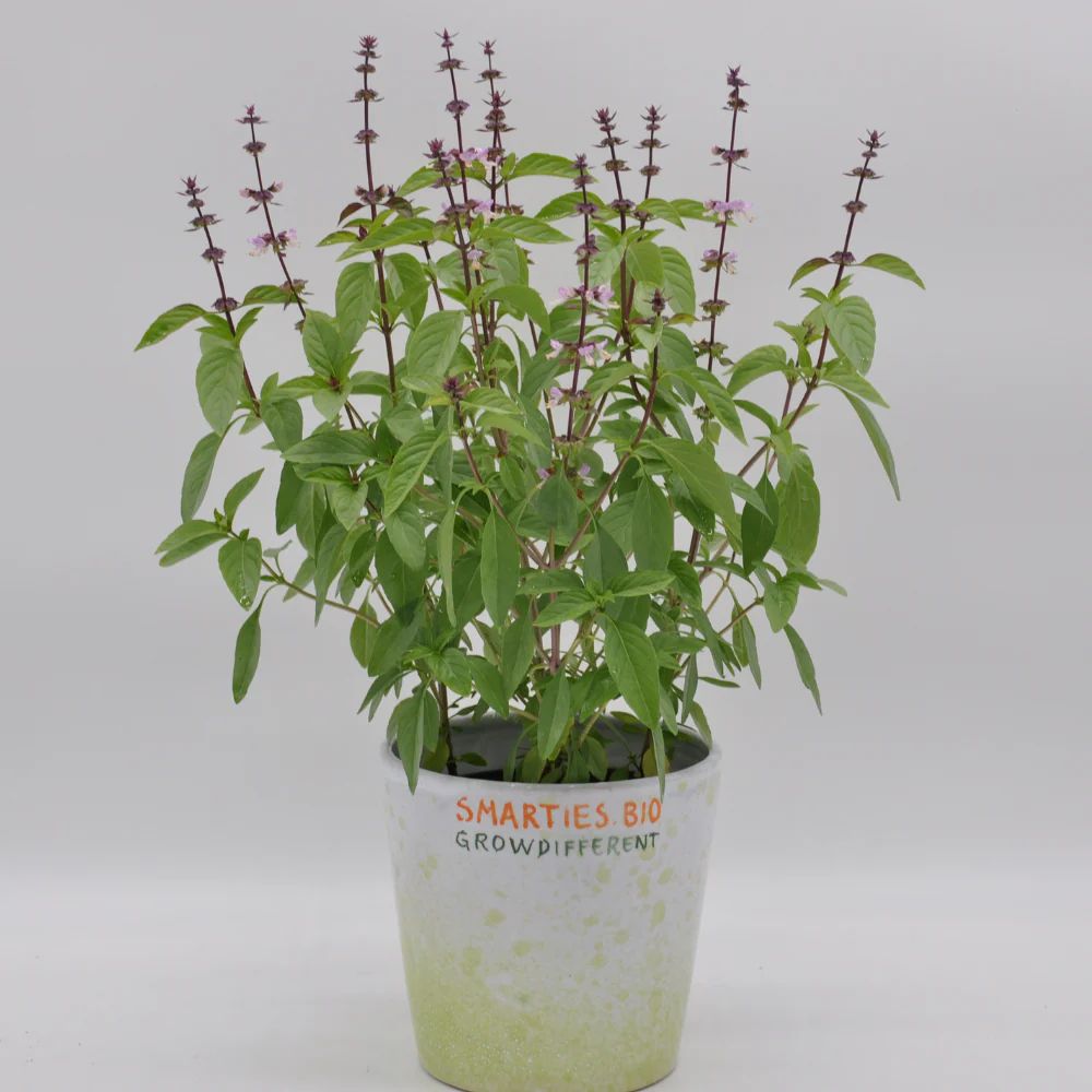thai basil seeds from plant Thai Basil Seeds