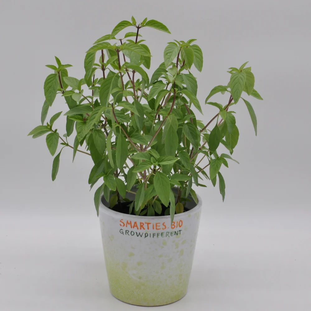 thai basil seeds from plant Thai Basil Seeds