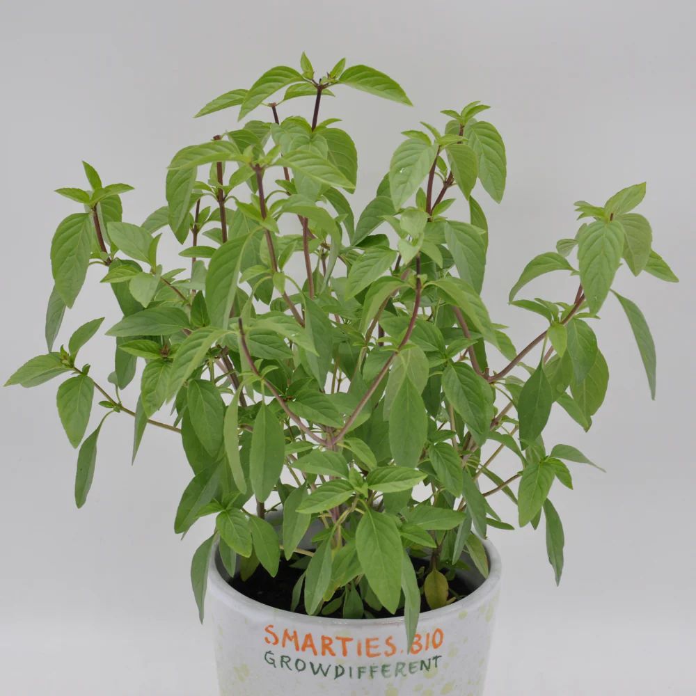 #SM4.82 THAI BASIL SEEDS | Smarties.bio