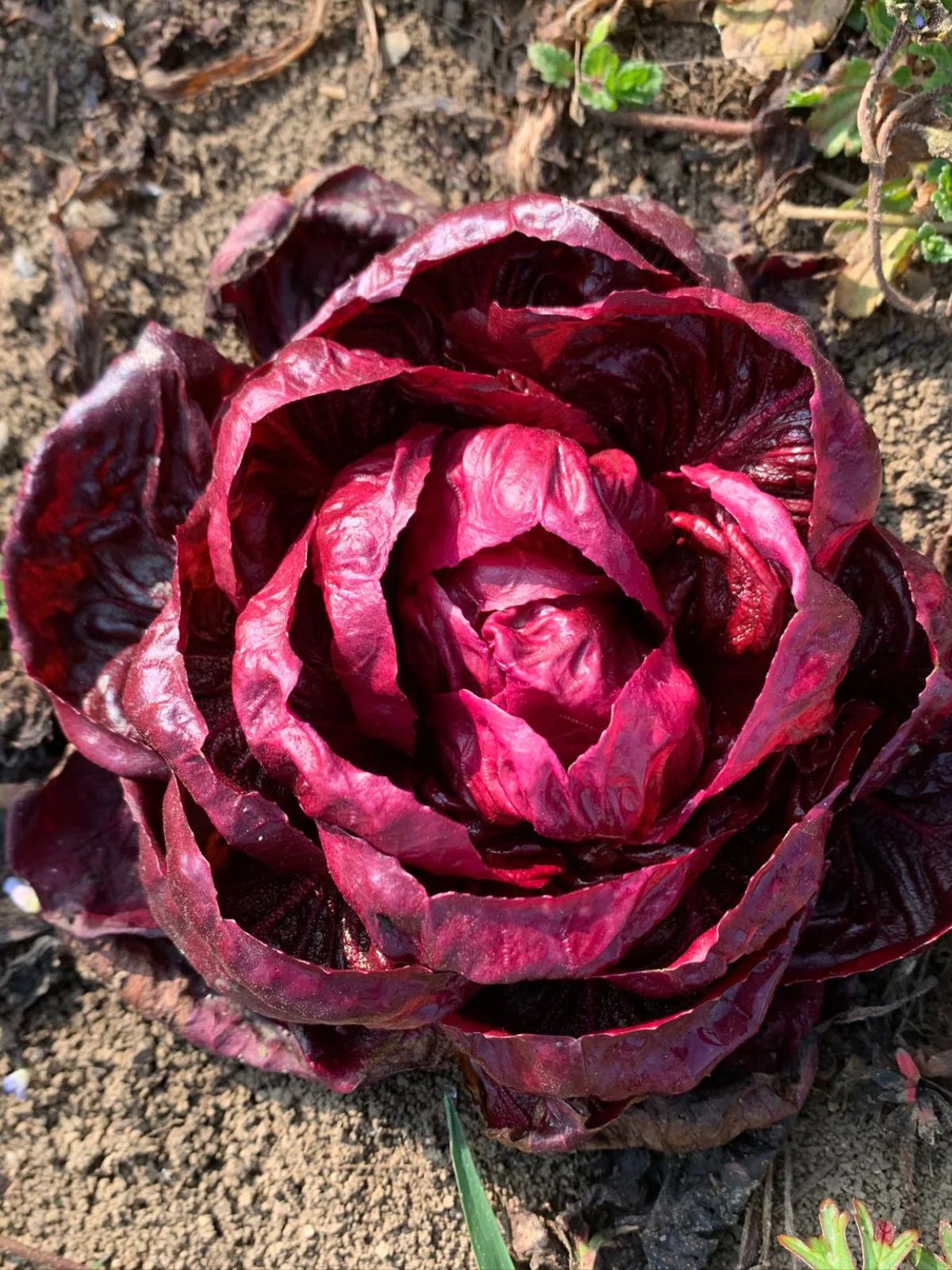 GRUMOLO ROSSO CHICORY SEEDS | Smarties.bio