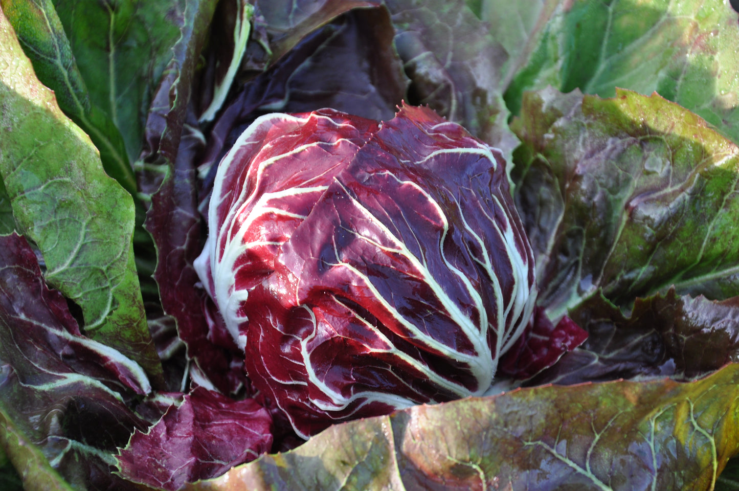 STROMBOLI CICORIA ROSSA DI CHIOGGIA SEEDS | Smarties.bio