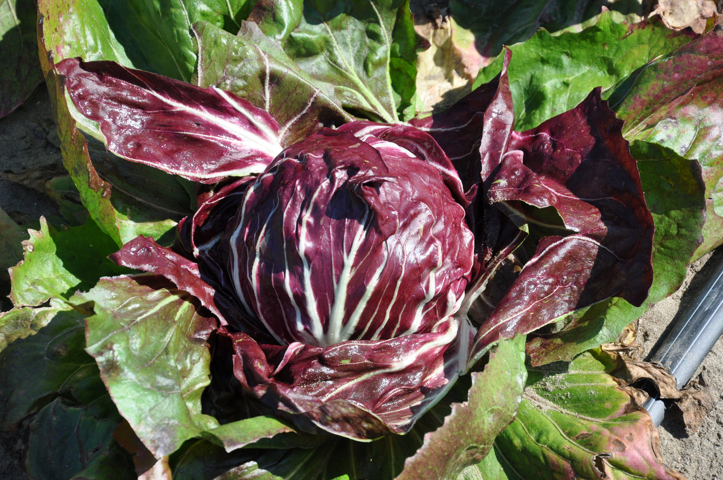 TEIDE CICORIA ROSSA DI CHIOGGIA SEEDS | Smarties.bio