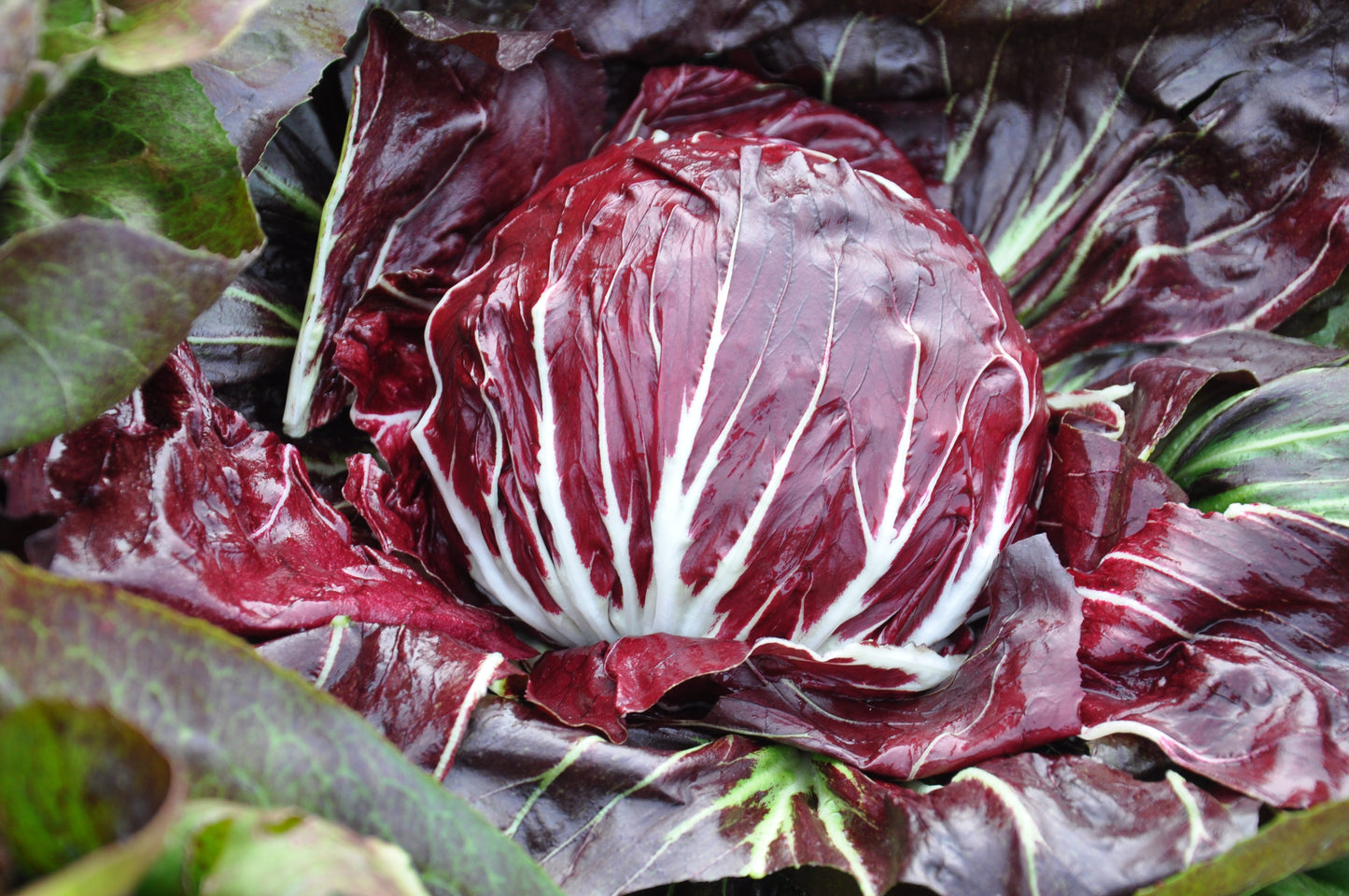 HEKLA CICORIA ROSSA DI CHIOGGIA SEEDS | Smarties.bio
