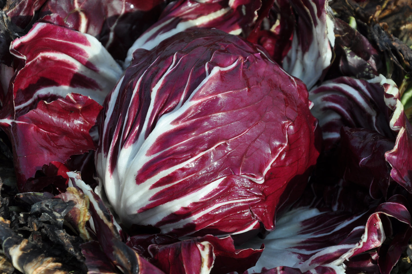 VULCANO CICORIA ROSSA DI CHIOGGIA SEEDS | Smarties.bio