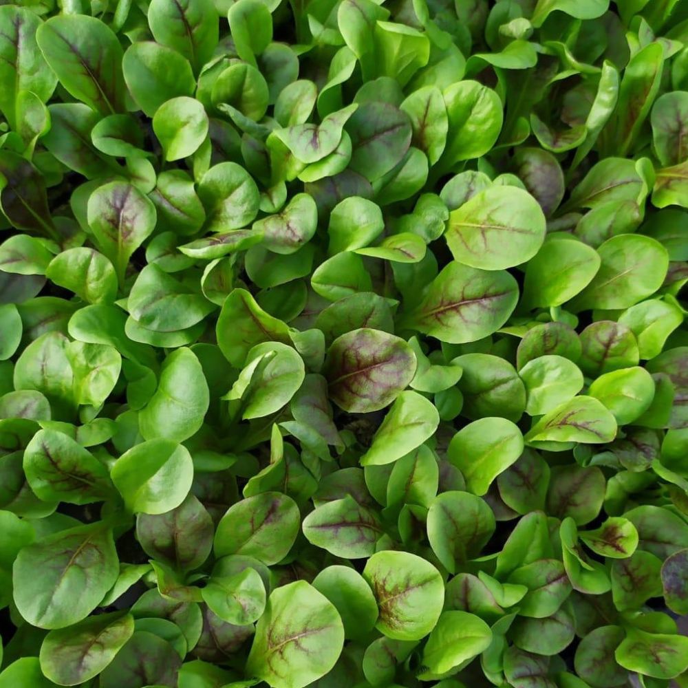 XS144 BABY LEAF CHICORY SEEDS | Smarties.bio