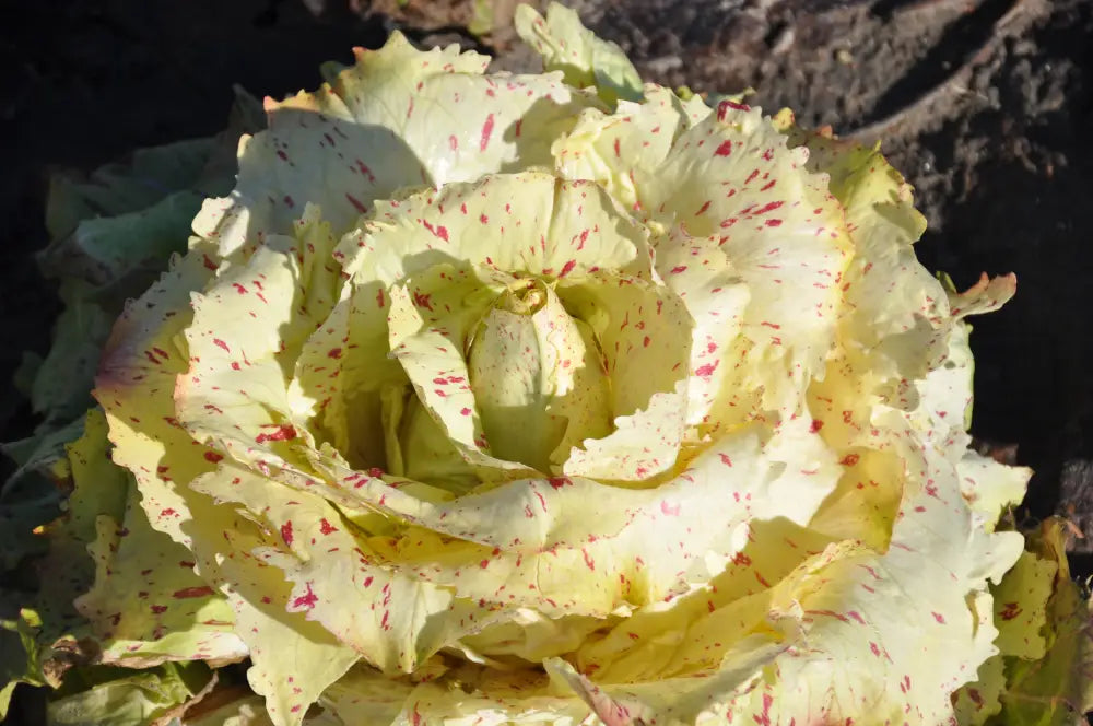 variegata di castelfranco Casteo Castelfranco Chicory Seeds – Smarties.bio