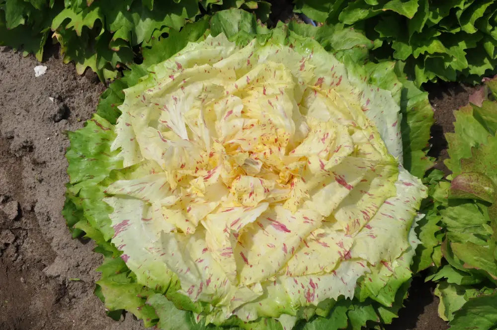 Mirabella Castelfranco Chicory Seeds – Smarties.bio