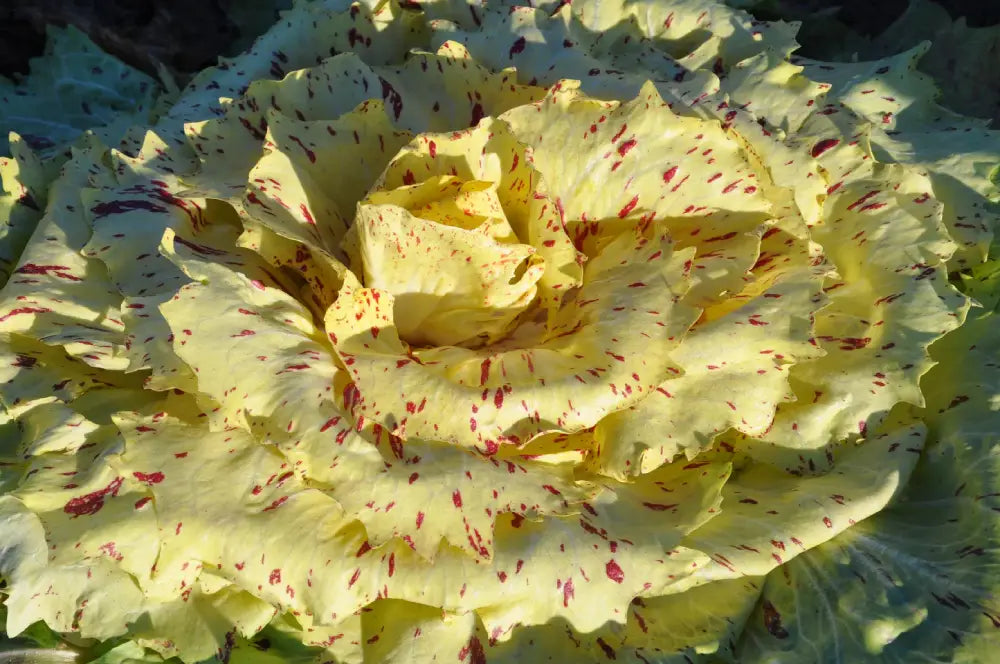 Lentiggini Castelfranco Chicory Seeds – Smarties.bio