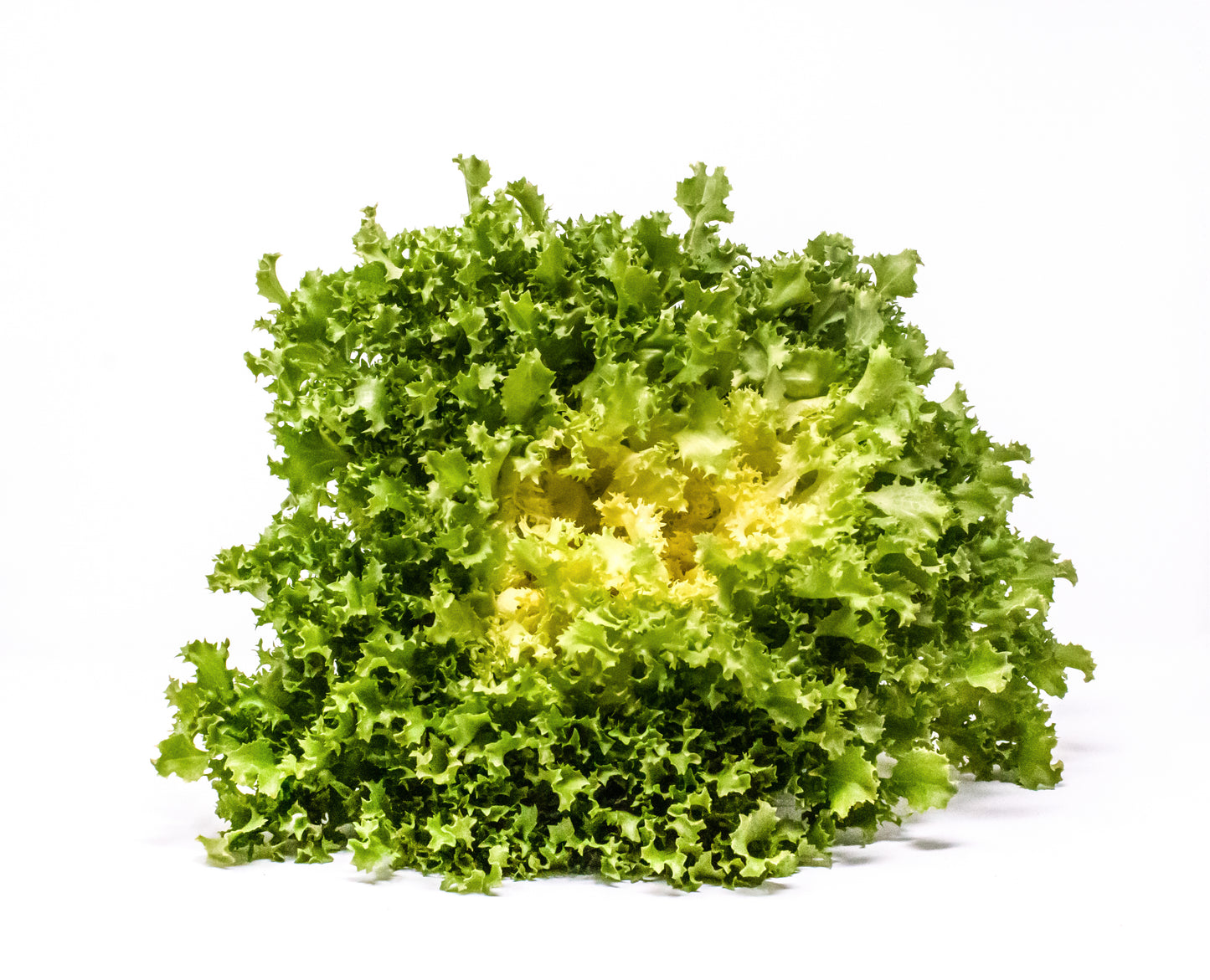 AURORA ENDIVE SEEDS | Smarties.bio