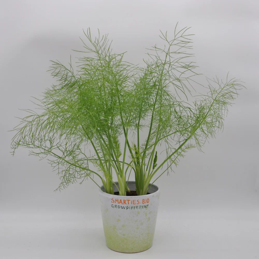 XS324 WILD FENNEL SEEEDS | Smarties.bio