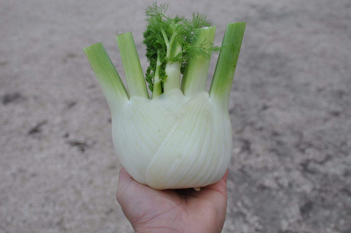 ACCORDO FENNEL SEEDS | Smarties.bio