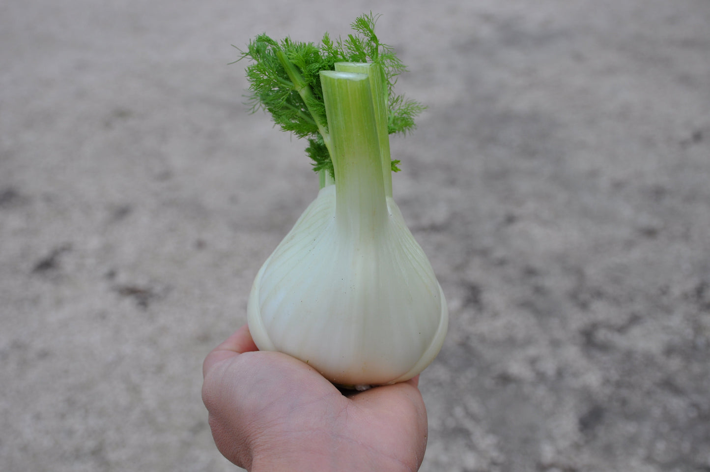 ACCORDO FENNEL SEEDS | Smarties.bio