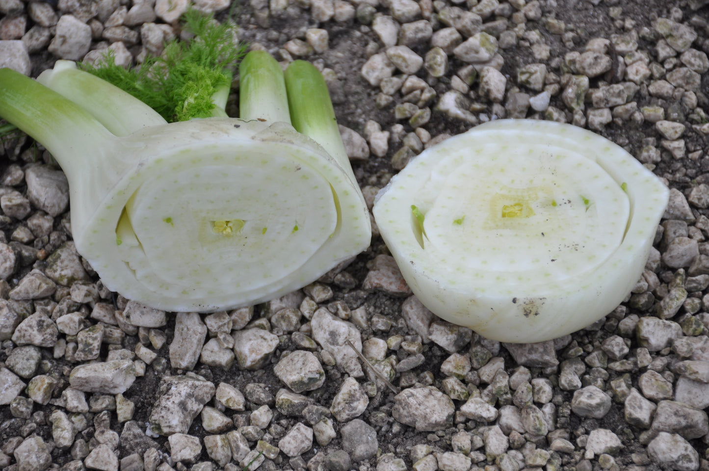 ACCORDO FENNEL SEEDS | Smarties.bio