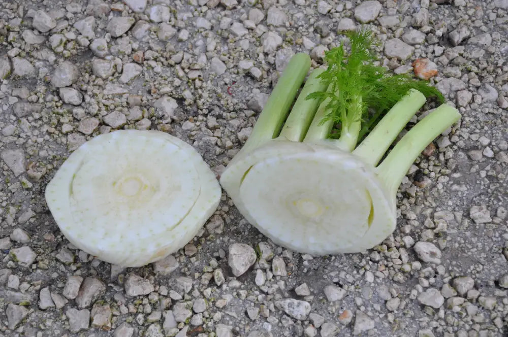 TENORE FENCHEL SAMEN