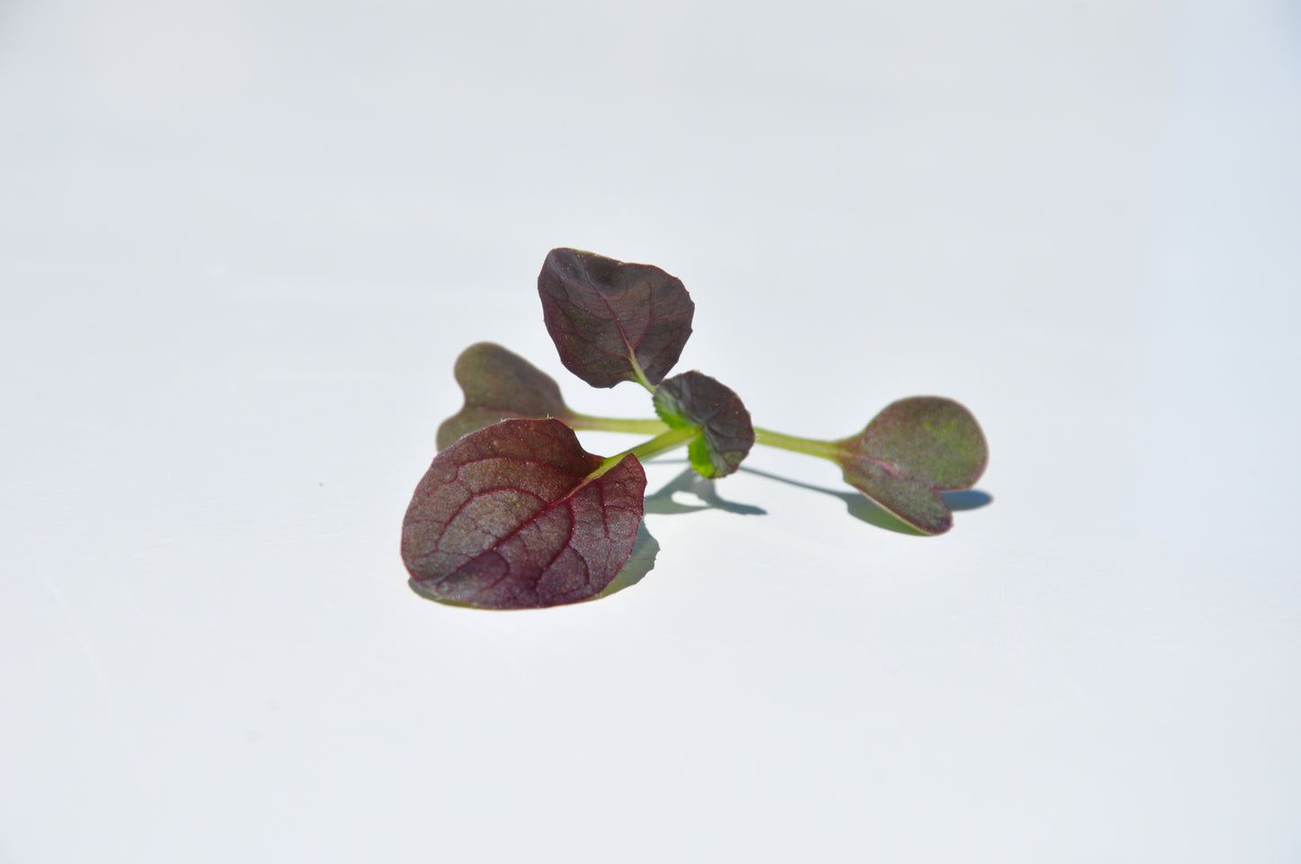 #SM4.65 RED KOMATSUNA SEEDS | Smarties.bio