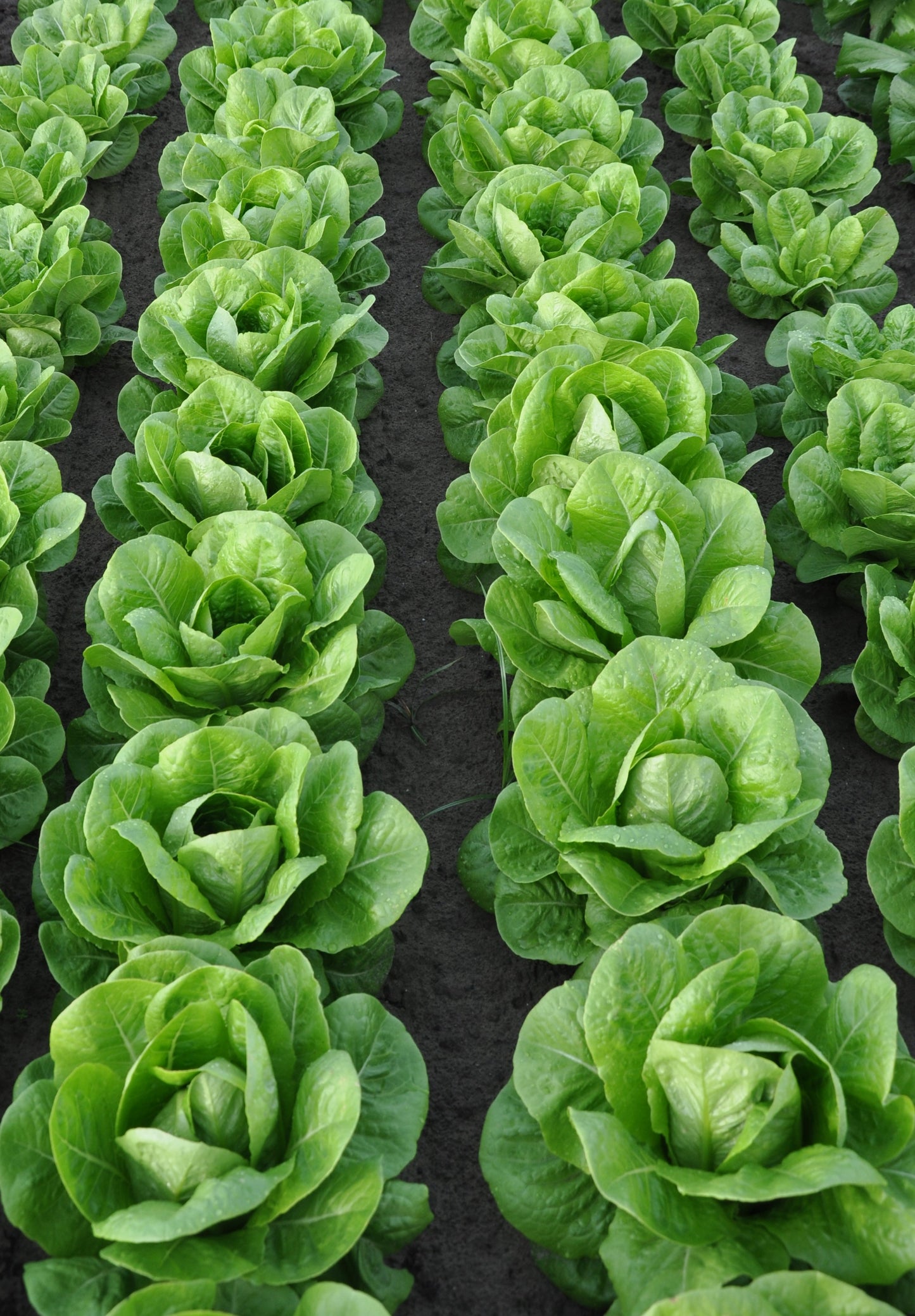 ALBALISCIA ROMAINE/COS LETTUCE SEEDS | Smarties.bio