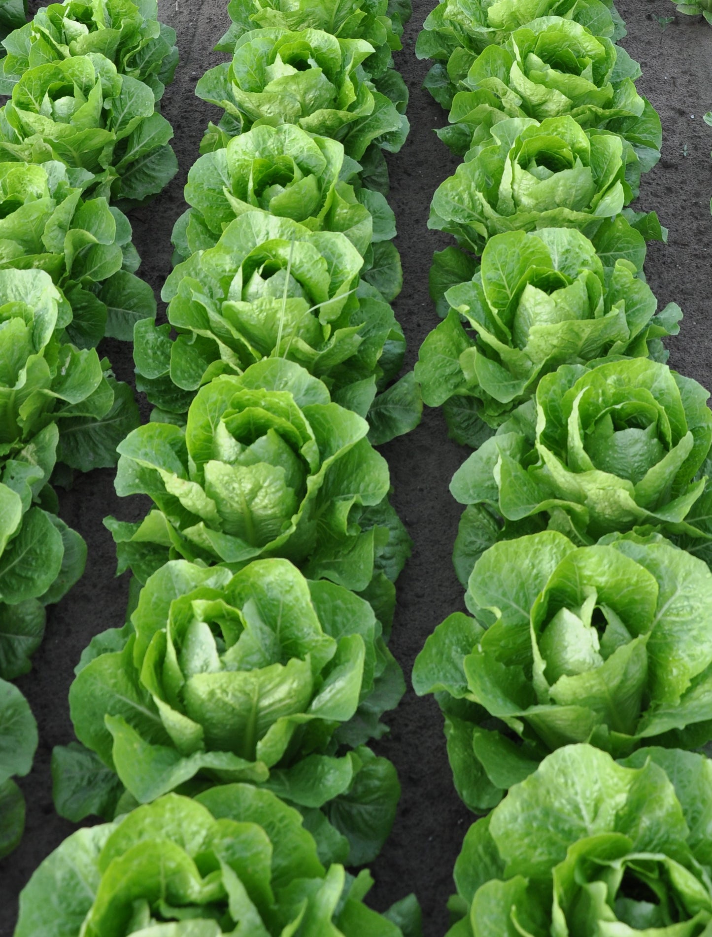 ALBALUNGA ROMAINE/COS LETTUCE SEEDS | Smarties.bio
