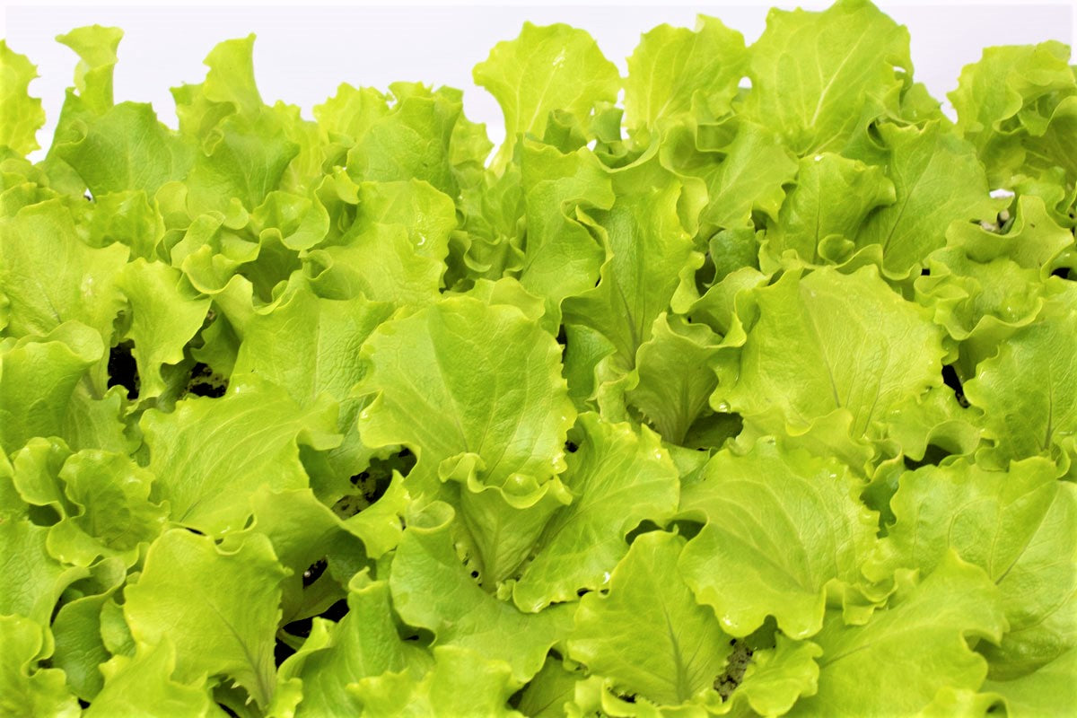 ALBABIONDA BLONDIE BABY LEAF LETTUCE SEEDS | Smarties.bio