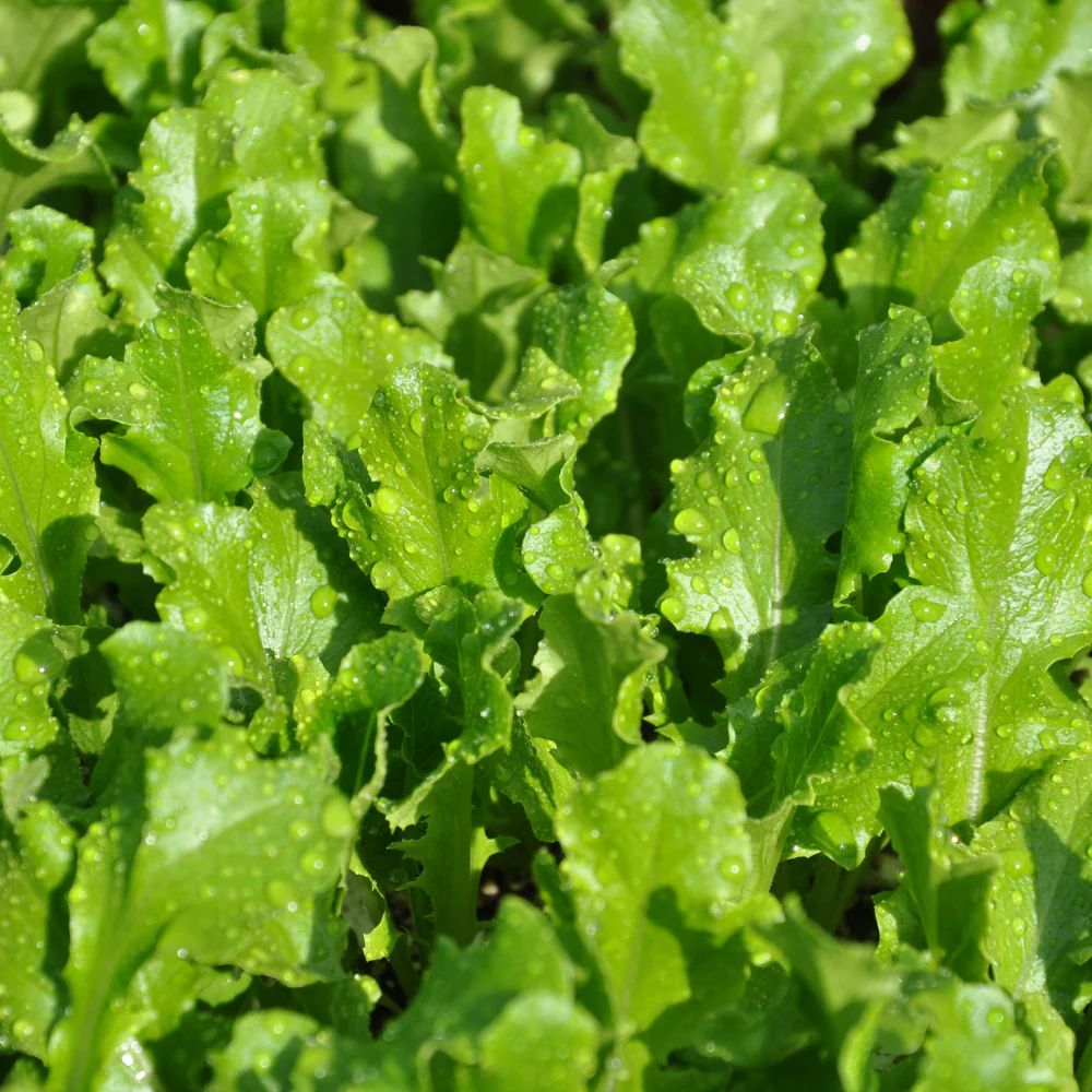 ALBAVERDE GREEN BABY LEAF LETTUCE SEEDS | Smarties.bio