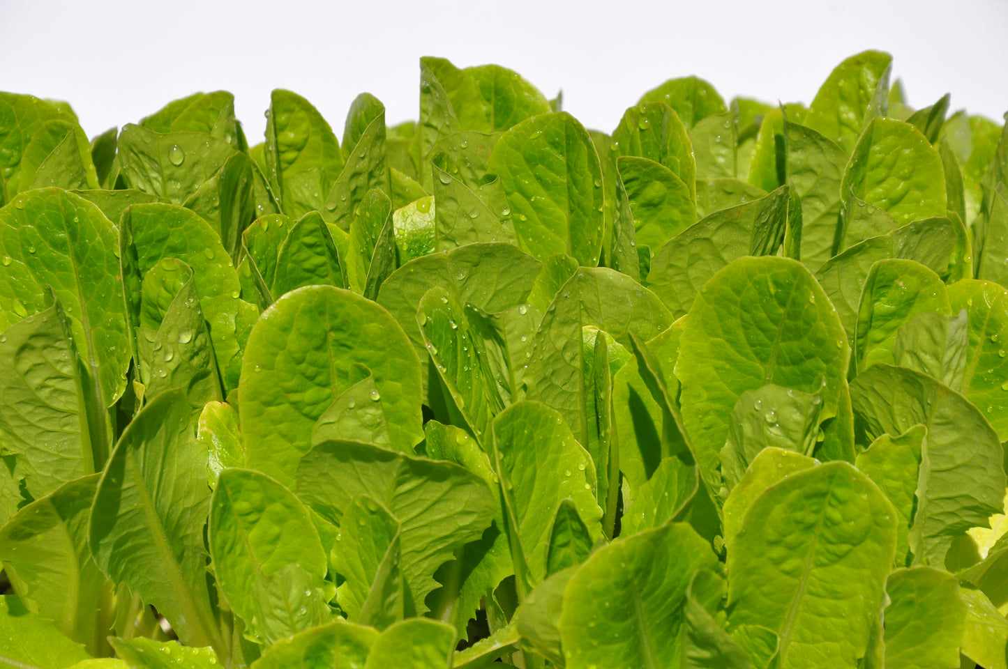 #SM4.72 BABY ROMAINE BABY LEAF LETTUCE SEEDS | Smarties.bio