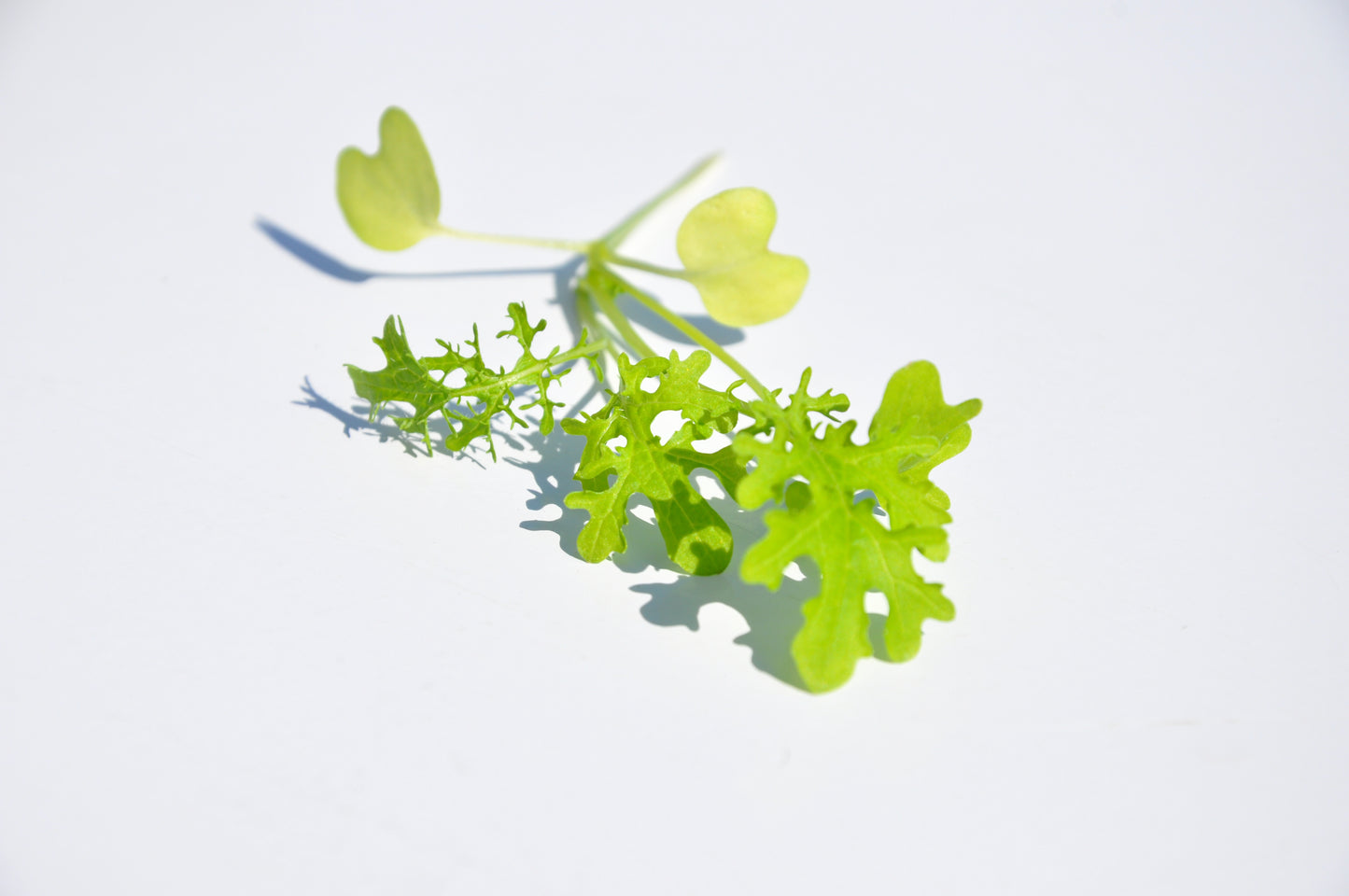 #SM4.57 BLONDIE MUSTARD SEEDS | Smarties.bio