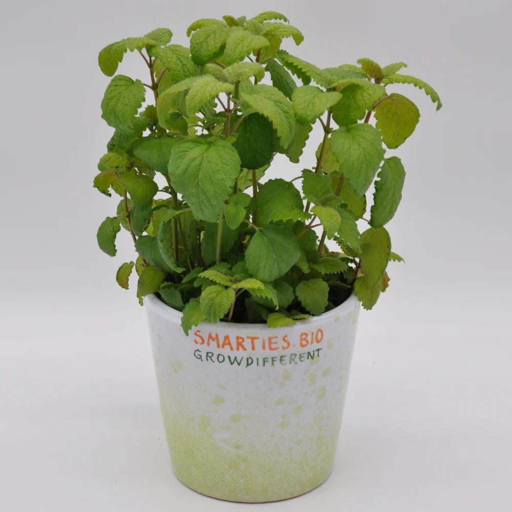 #SM4.87 LEMON BALM SEEDS | Smarties.bio