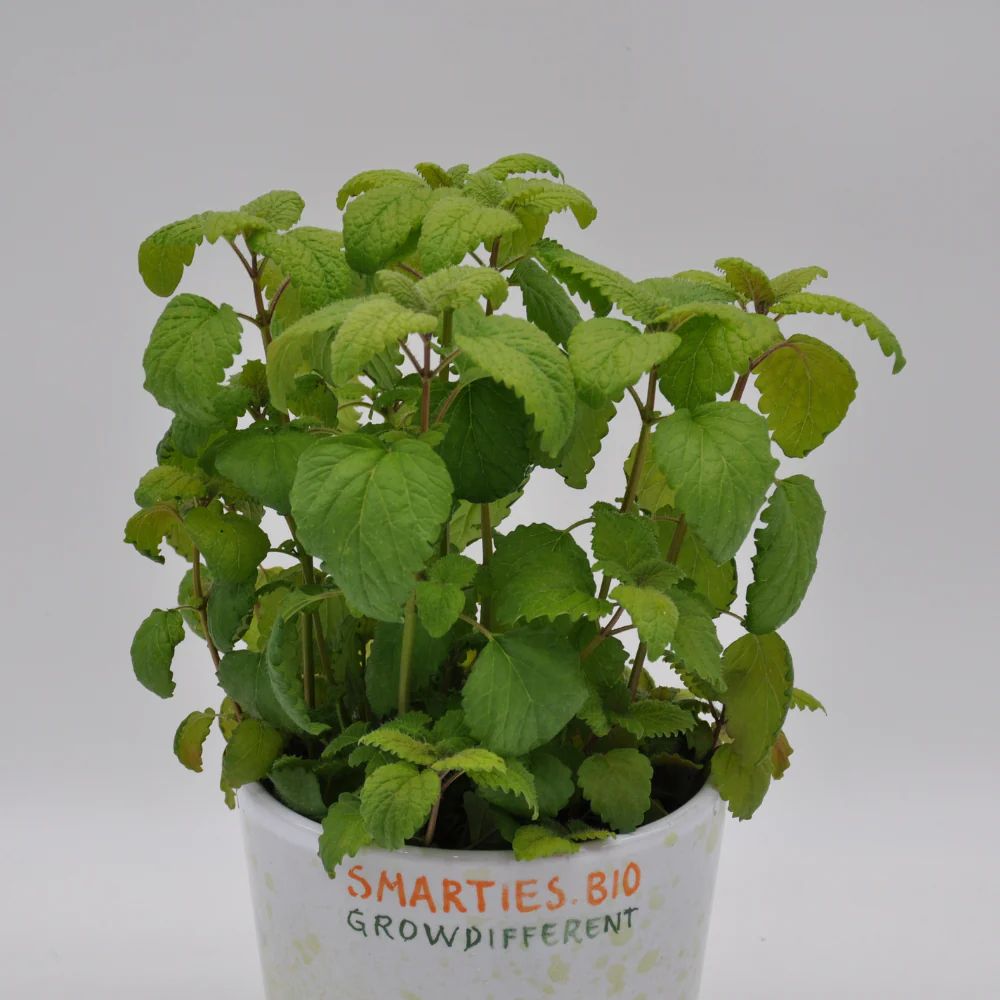 #SM4.87 LEMON BALM SEEDS | Smarties.bio