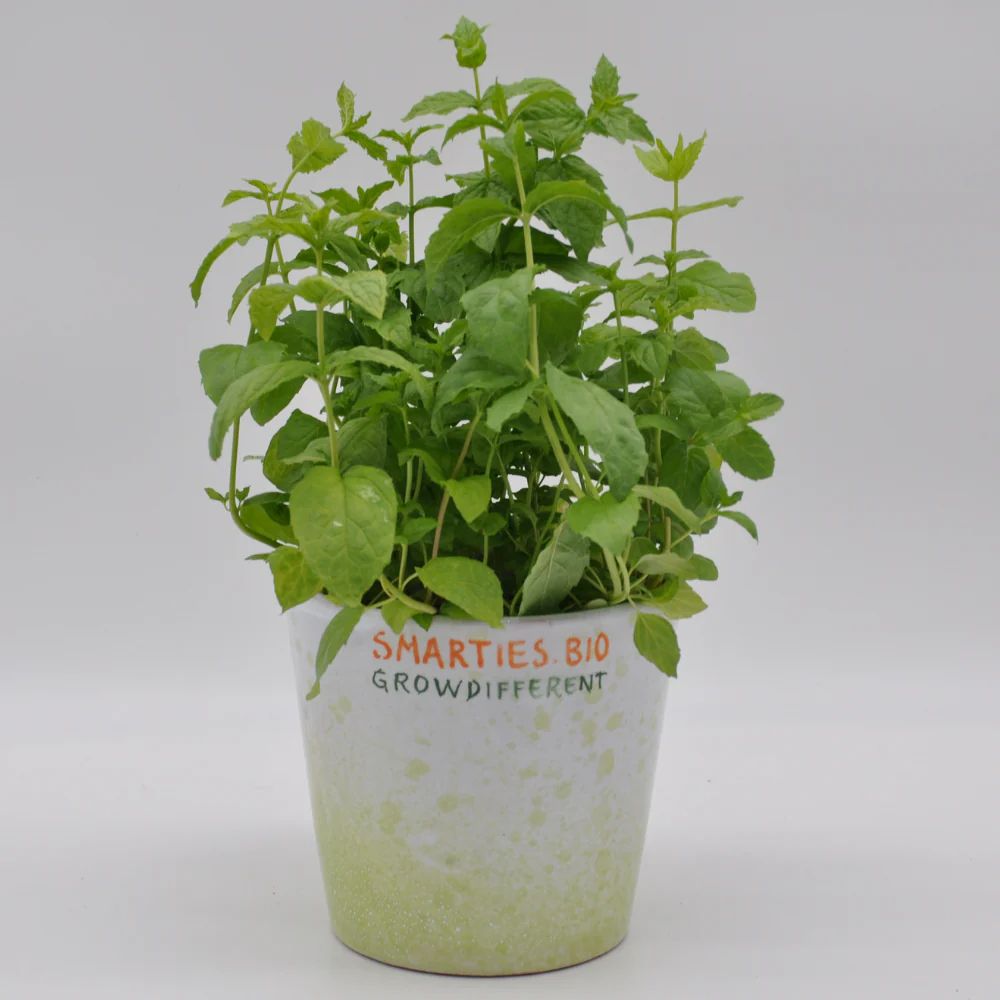 #SM4.92 PEPPERMINT SEEDS | Smarties.bio