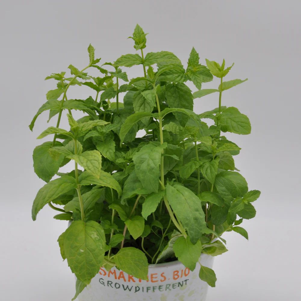 #SM4.92 PEPPERMINT SEEDS | Smarties.bio