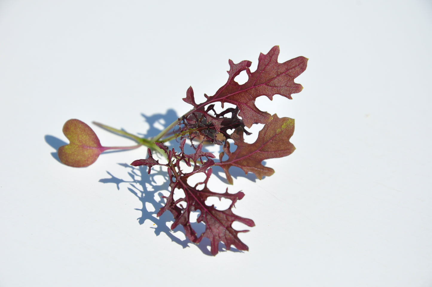 #SM4.58 RED MUSTARD SEEDS | Smarties.bio