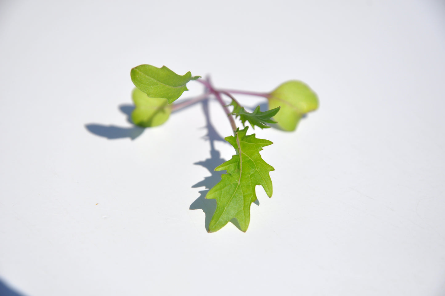 #SM4.61 RED MIZUNA SEEDS | Smarties.bio