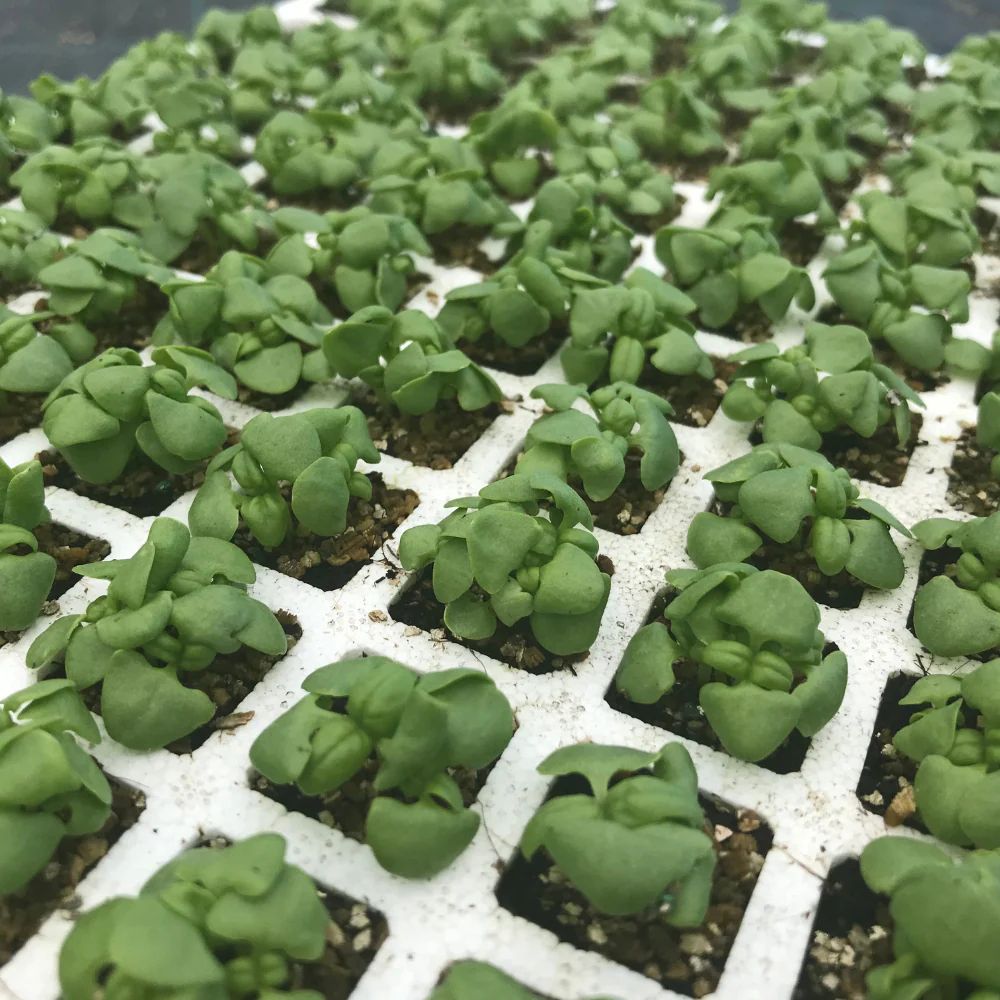 GUSTOSO CLASSICO ITALIANO BASIL SEEDS (multiseed8) | Smarties.bio