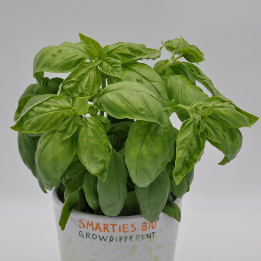 GUSTOSO CLASSICO ITALIANO BASIL SEEDS (multiseed8) | Smarties.bio