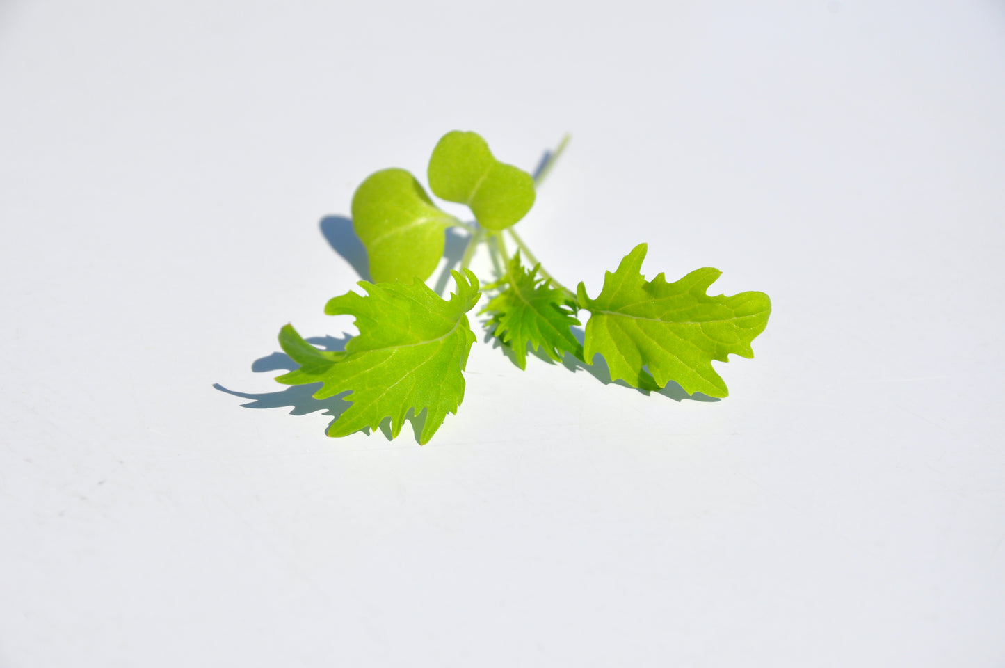 #SM4.60 GREEN MIZUNA SEEDS | Smarties.bio