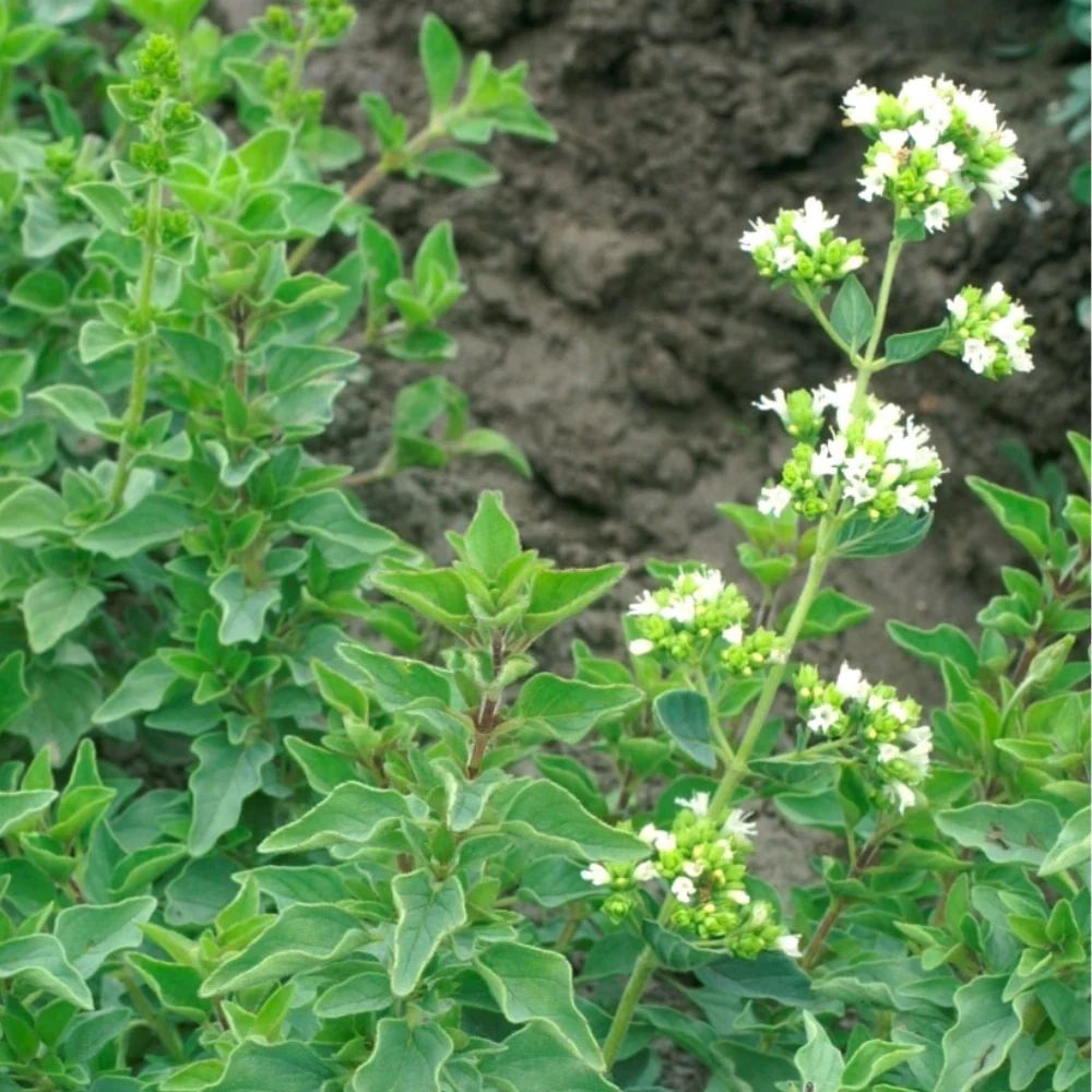 plant oregano seeds XS322 WHITE FLOWER OREGANO SEEDS