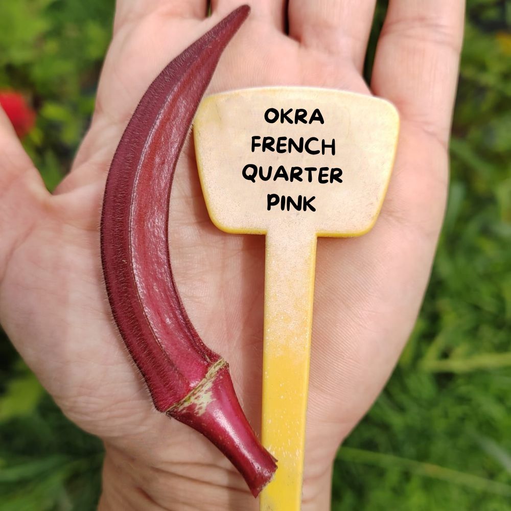 OKRA FRENCH QUARTER PINK SEEDS | Smarties.bio