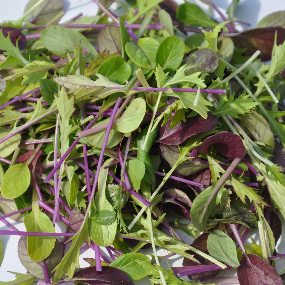 #SM4.77 ORIENTAL SALAD SEEDS | Smarties.bio