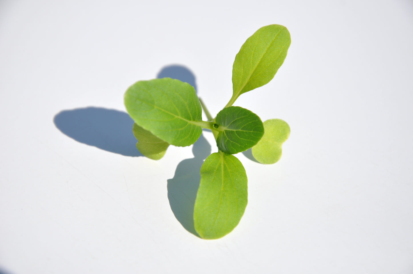 #SM4.63 GREEN PAK CHOI SEEDS | Smarties.bio